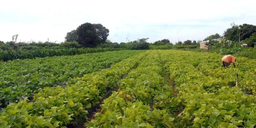 camara-aprova-politica-que-estimula-permanencia-de-jovens-no-campo