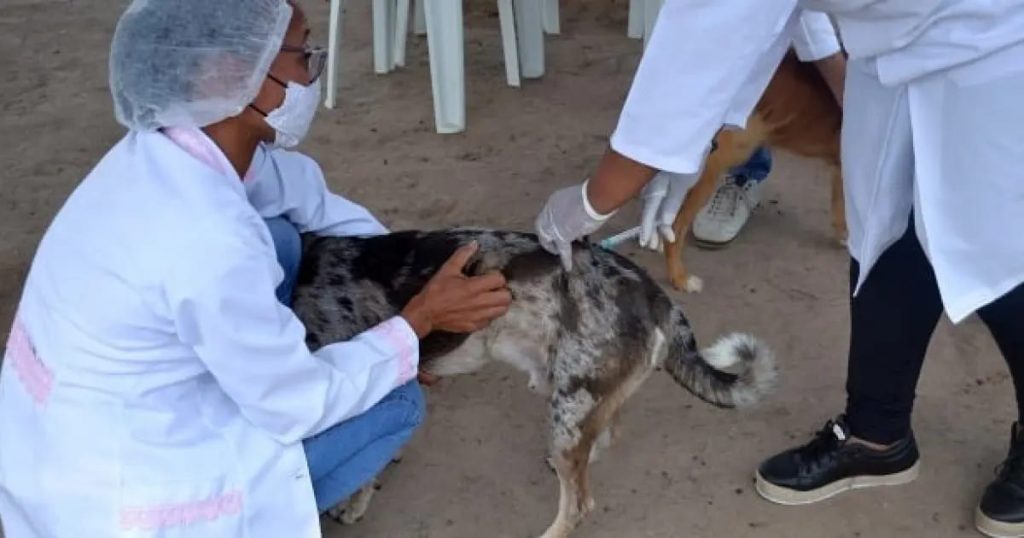 caes-e-gatos:-5-regioes-do-df-vacinam-contra-a-raiva-neste-sabado