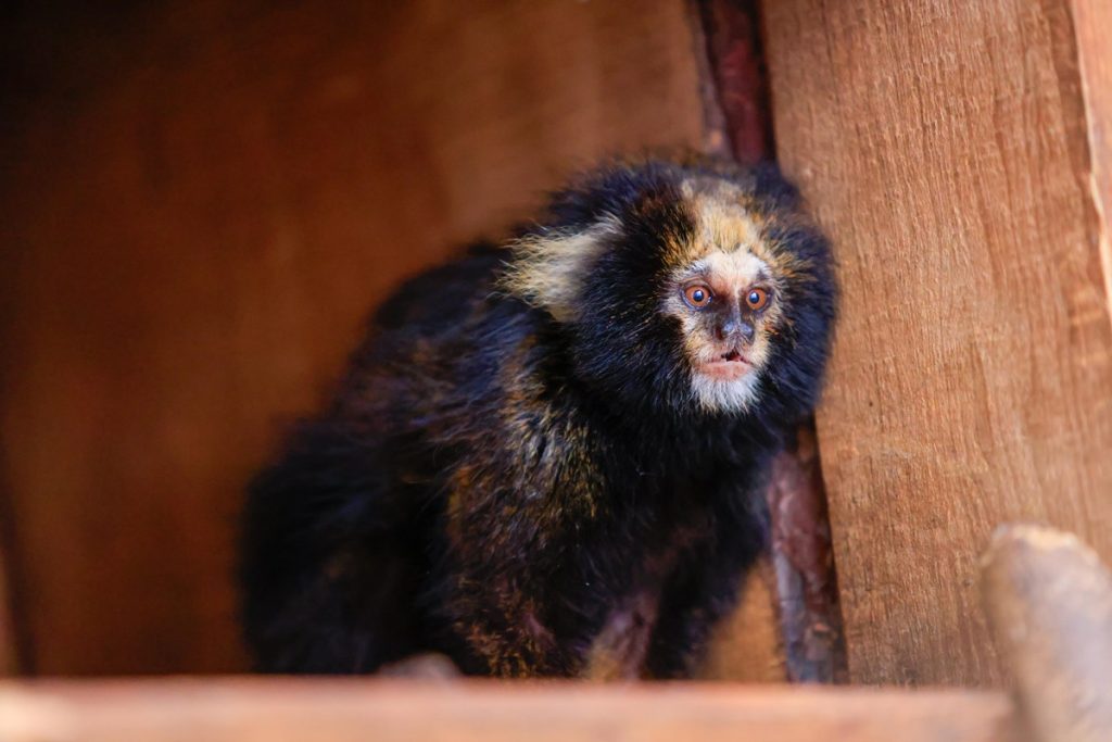 zoo-de-brasilia-recebe-casal-de-saguis-raros-ameacados-de-extincao
