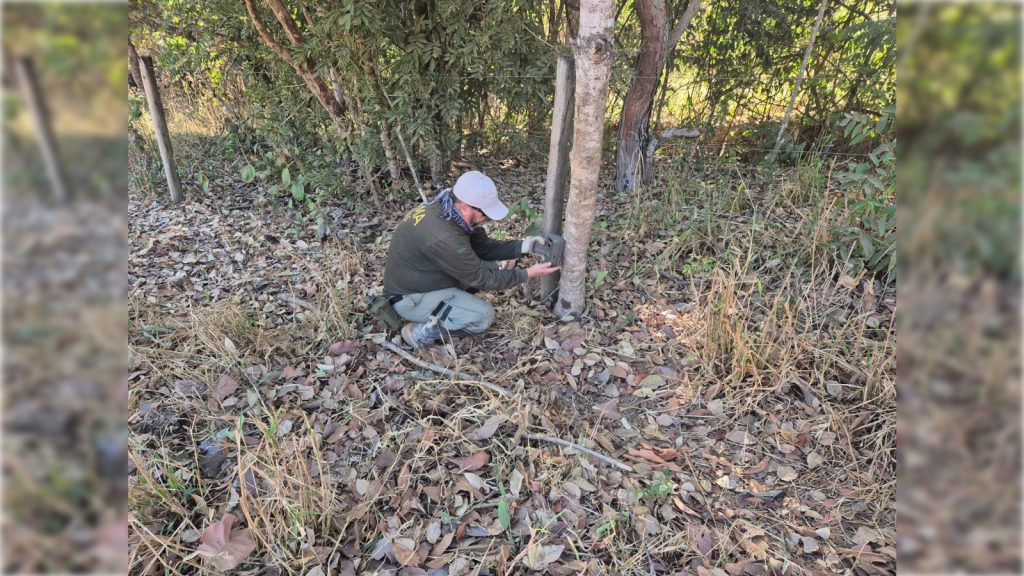 mais-cameras-sao-instaladas-para-monitorar-presenca-de-oncas-na-fercal