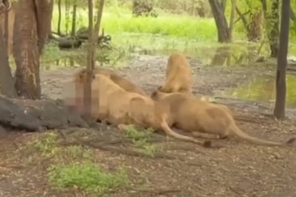 leoes-que-mataram-tratador-em-zoo-da-tailandia-sao-isolados-do-publico