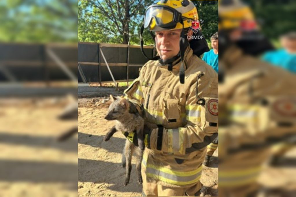 cachorro-do-mato-e-resgatado-dentro-de-tubulacao-em-casa-no-df