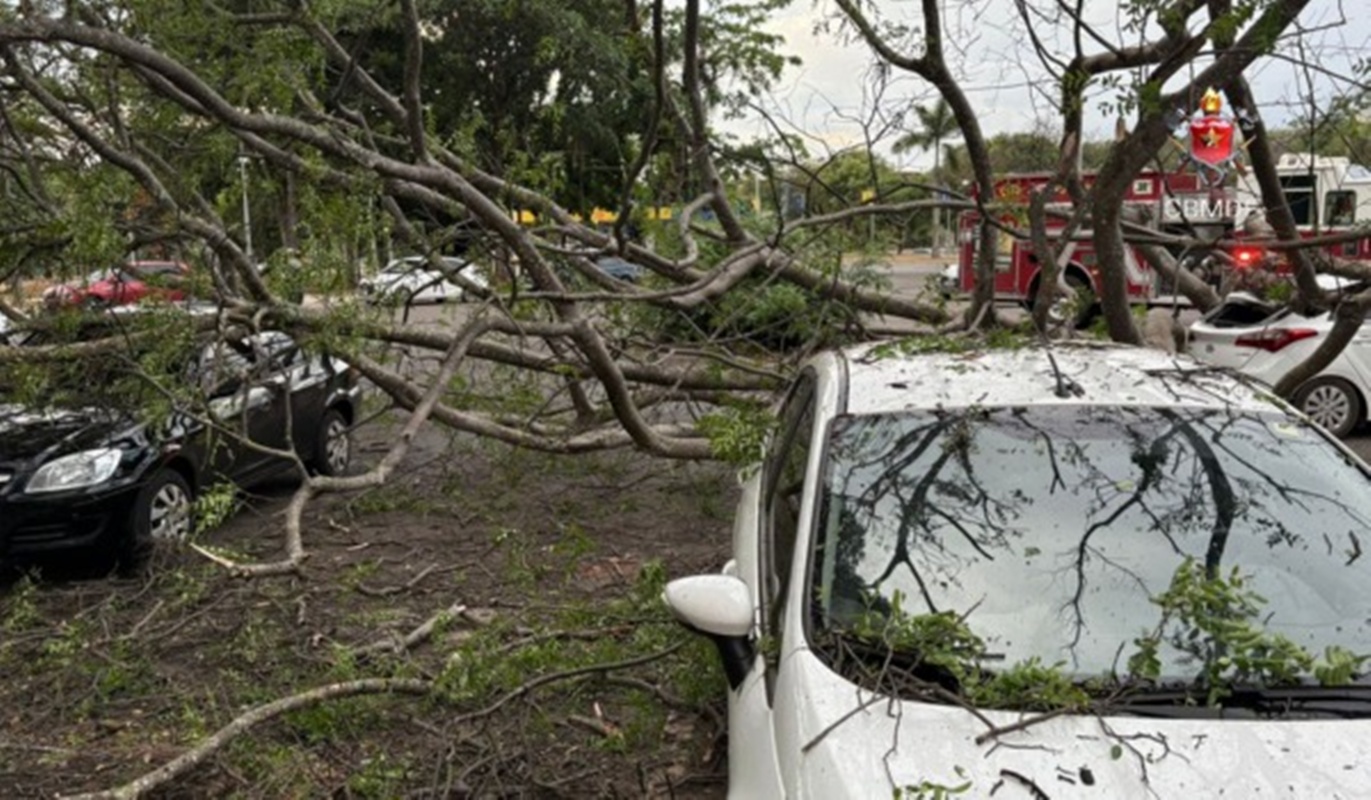 vendaval-derruba-arvore-em-cima-de-quatro-carros-na-asa-norte vendaval-derruba-arvore-em-cima-de-quatro-carros-na-asa-norte