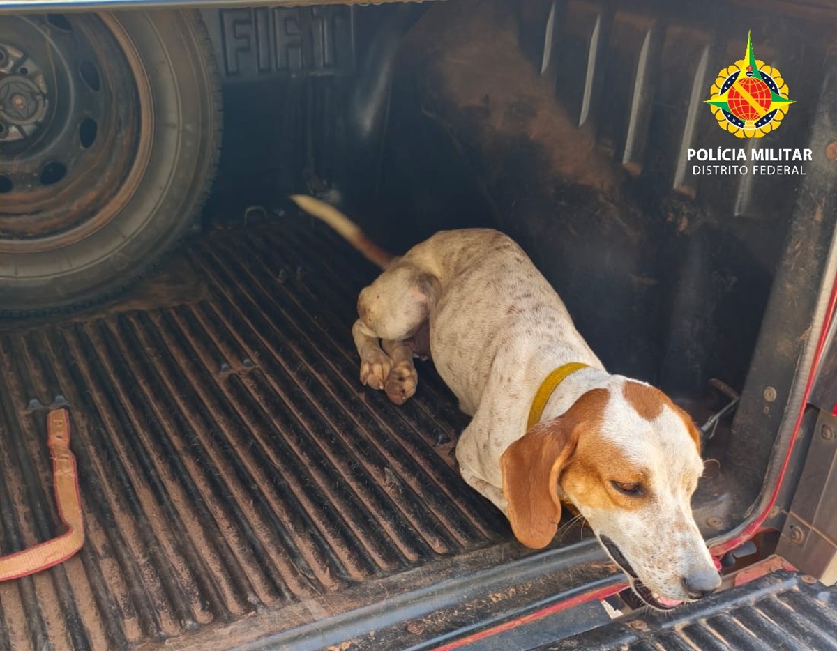 caes-usados-para-caca-ilegal-no-df-sao-resgatados-durante-acao-da-pm caes-usados-para-caca-ilegal-no-df-sao-resgatados-durante-acao-da-pm