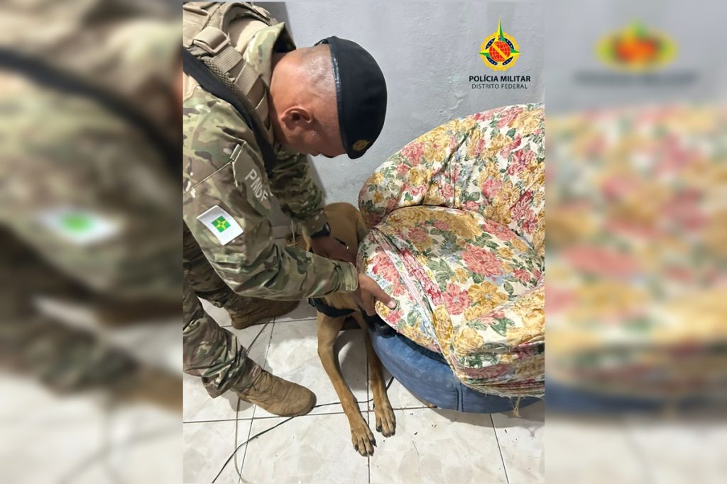 mulher-e-presa-com-porcoes-de-maconha-escondidas-em-poltrona-no-df