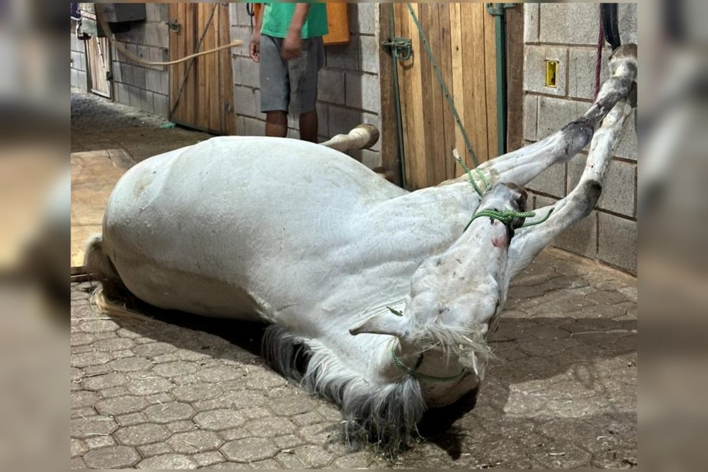 egua-morre-eletrocutada-em-haras-do-df;-tutora-denuncia-negligencia