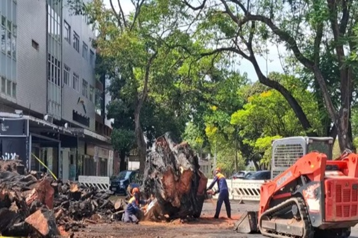 gameleira-historica-incendiada-na-asa-norte-e-retirada gameleira-historica-incendiada-na-asa-norte-e-retirada