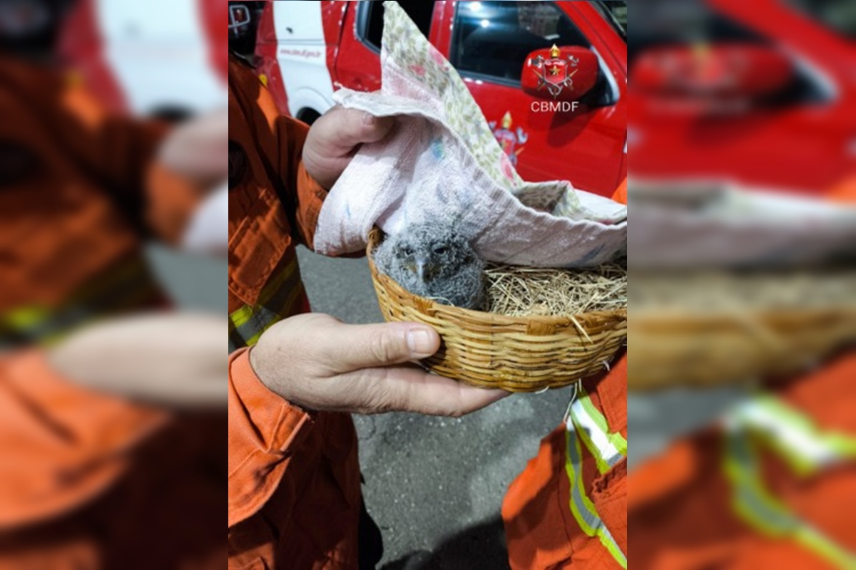 filhote-de-coruja-e-resgatado-por-bombeiros-em-planaltina.-video filhote-de-coruja-e-resgatado-por-bombeiros-em-planaltina.-video