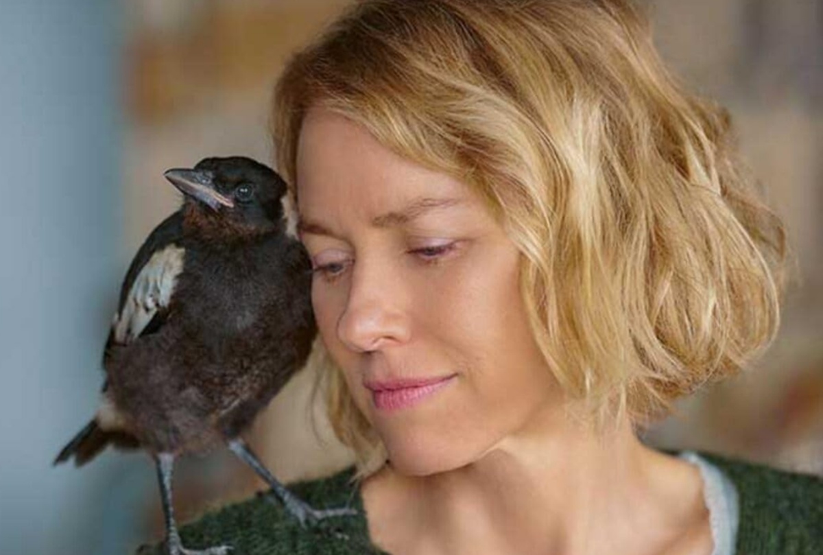 um-milagre-inesperado:-a-historia-real-da-familia-salva-por-um-passaro um-milagre-inesperado:-a-historia-real-da-familia-salva-por-um-passaro