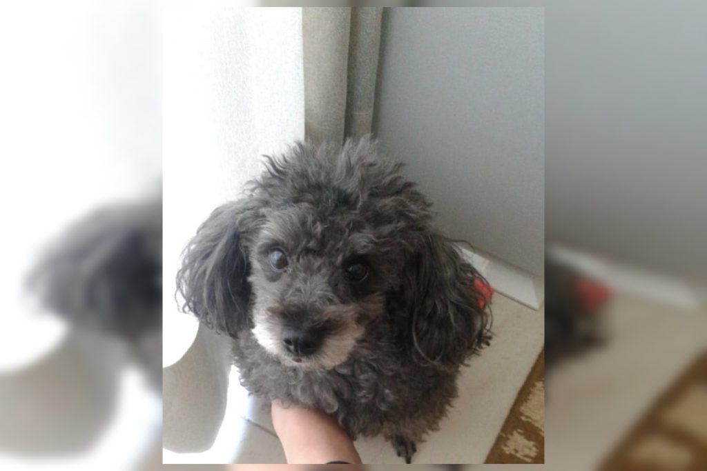 tutor-de-cadela-intoxicada-por-petisco-para-mau-halito-e-indenizado