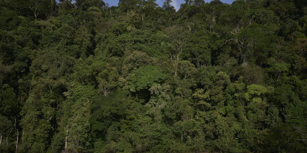 trilha-na-amazonia,-com-460-km,-sera-inaugurada-na-cop30