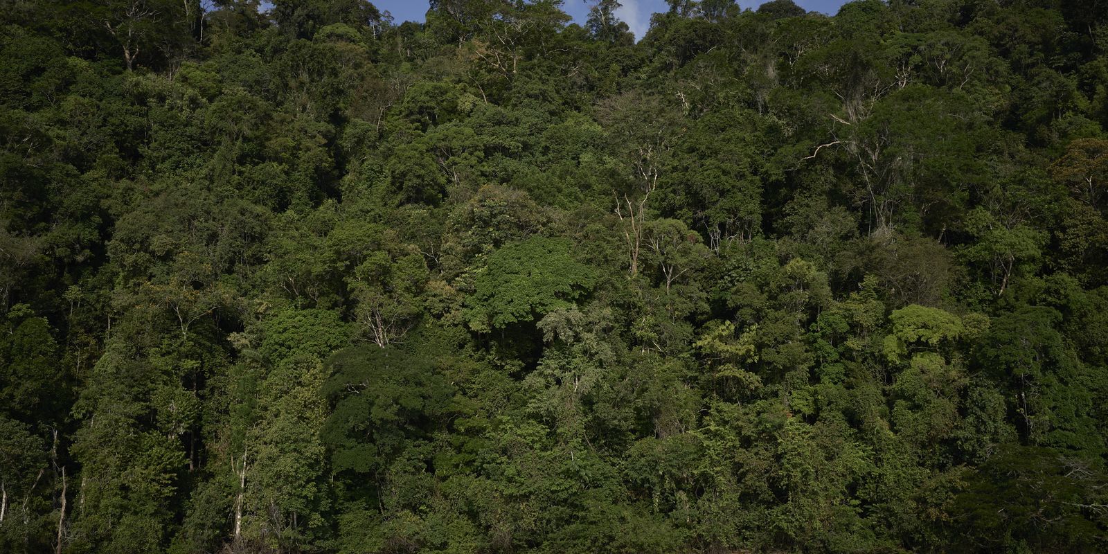 trilha-na-amazonia,-com-460-km,-sera-inaugurada-na-cop30 trilha-na-amazonia,-com-460-km,-sera-inaugurada-na-cop30