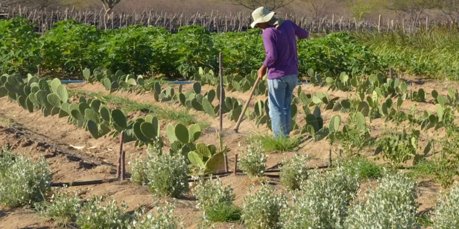 cmn-simplifica-credito-rural-a-populacoes-tradicionais-e-extrativistas cmn-simplifica-credito-rural-a-populacoes-tradicionais-e-extrativistas