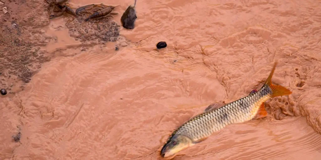 samarco-e-vale-sao-multadas-em-mais-de-r$-1,8-bilhao