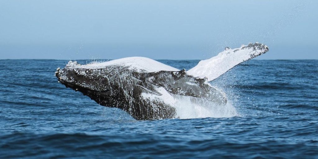 festival-une-ciencia,-tecnologia-e-meio-ambiente-no-audiovisual