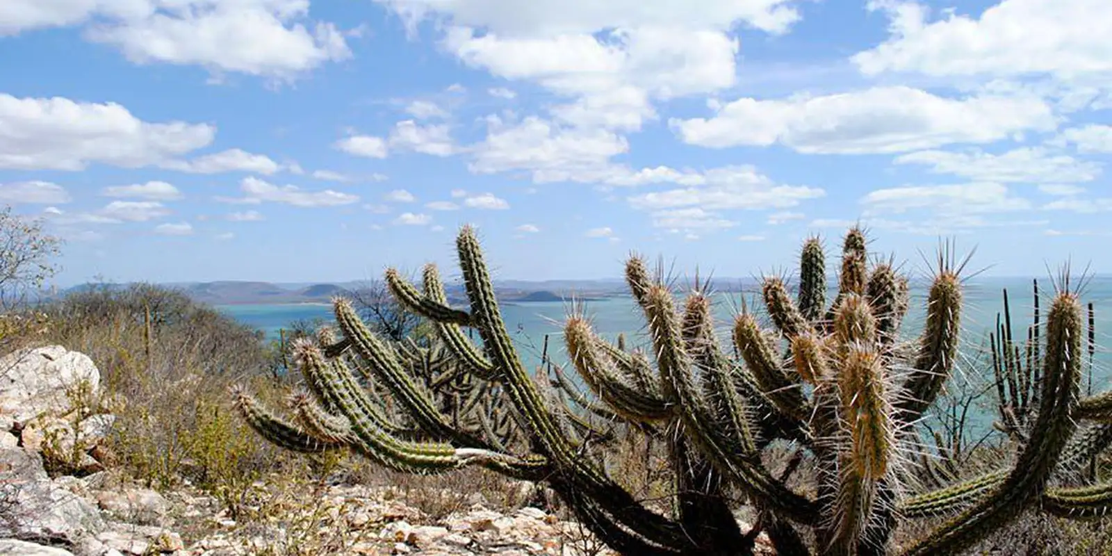 ceara-tem-3.226-hectares-de-caatinga-ocupados-por-usinas-solares ceara-tem-3.226-hectares-de-caatinga-ocupados-por-usinas-solares