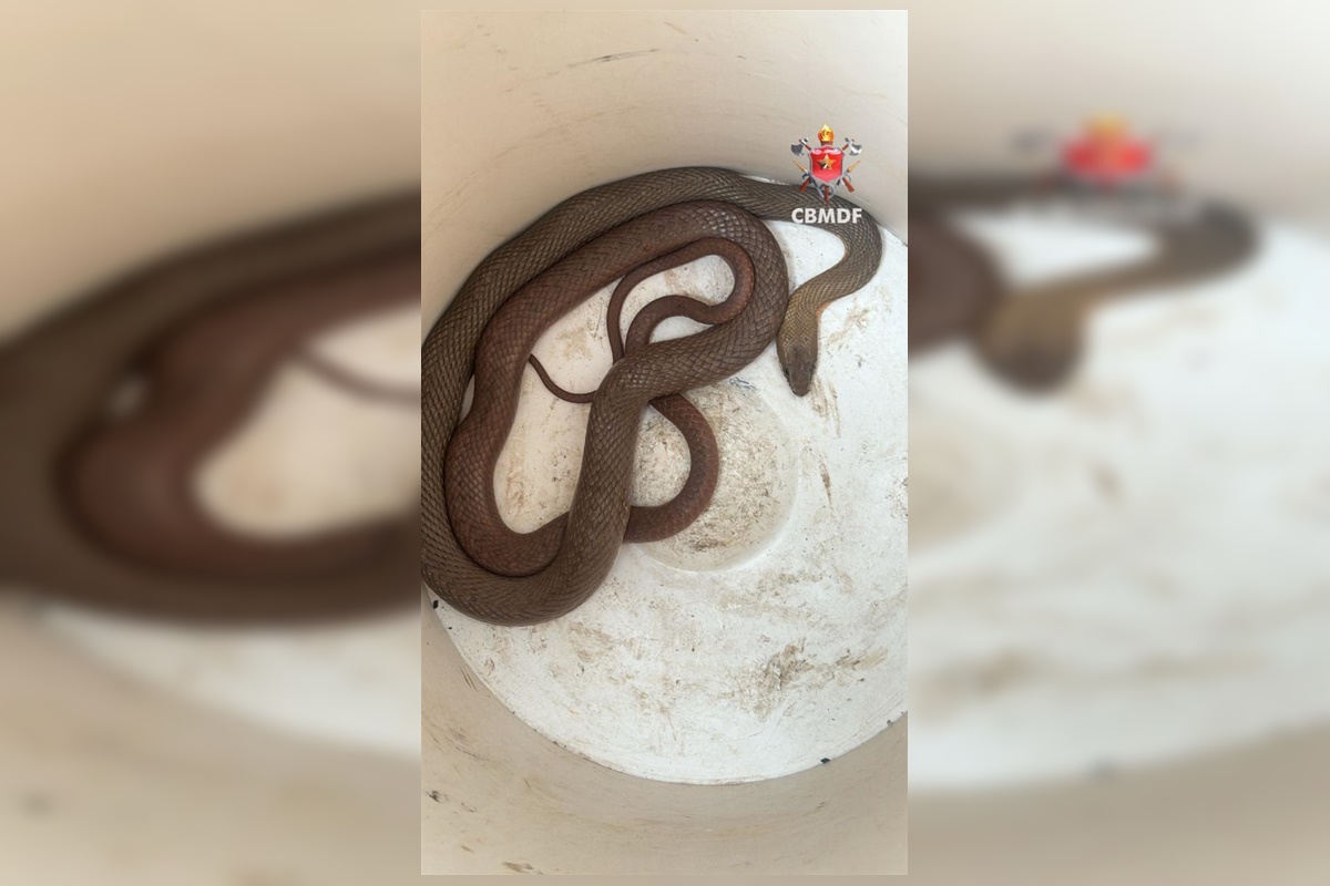 susto-grande:-cobra-aparece-dentro-de-carro-e-assusta-motorista-no-df susto-grande:-cobra-aparece-dentro-de-carro-e-assusta-motorista-no-df