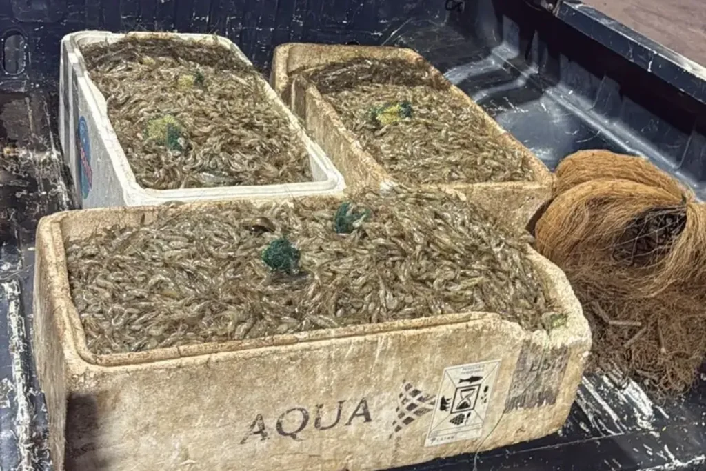 pesca-ilegal:-homens-sao-presos-com-100-kg-de-camarao-no-lago-paranoa