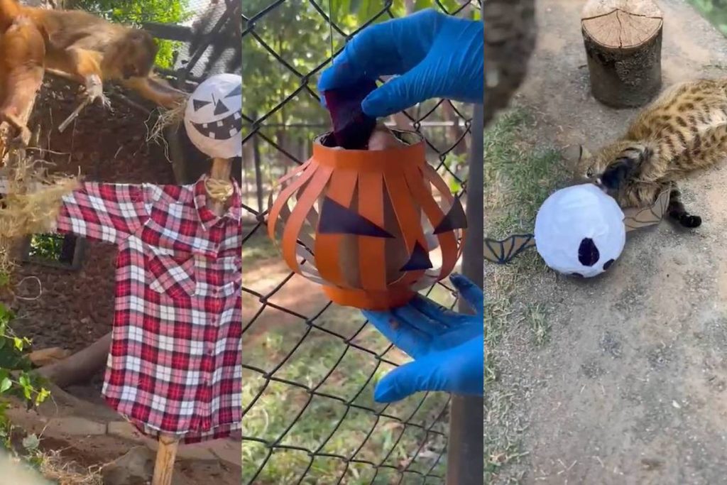 morcegos-e-aboboras:-animais-do-zoo-de-brasilia-“celebram”-o-halloween