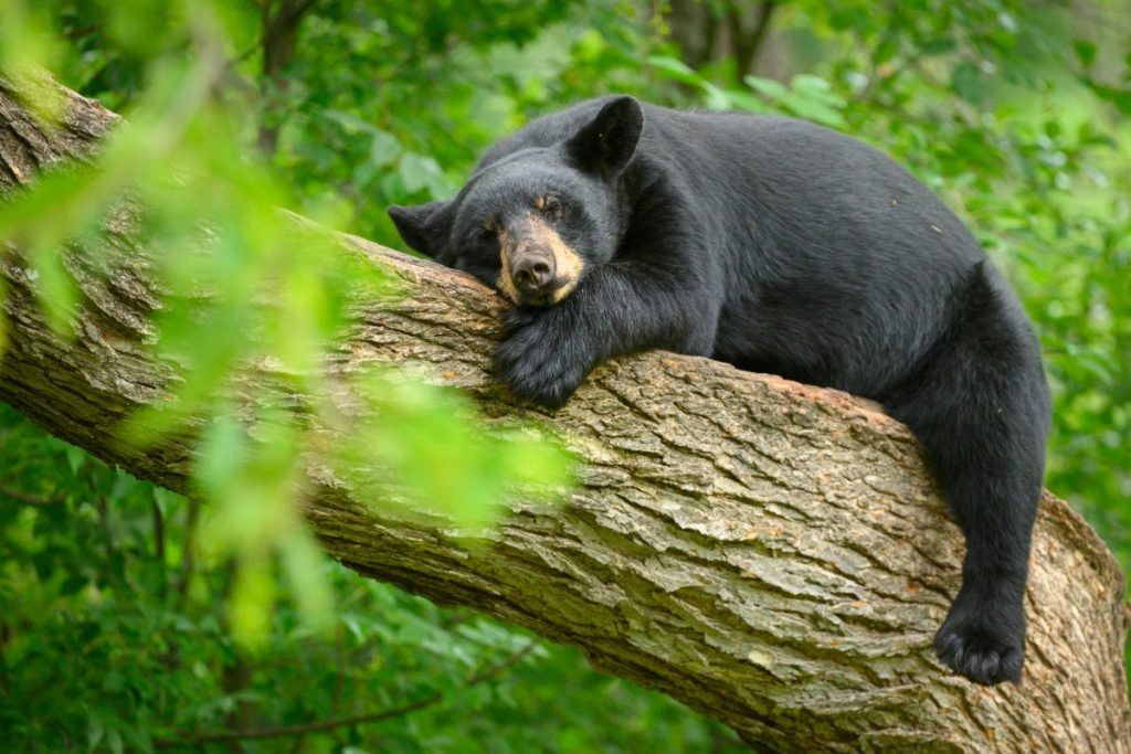 japao-enfrenta-onda-inedita-de-ataques-de-ursos-e-pede-ajuda-militar