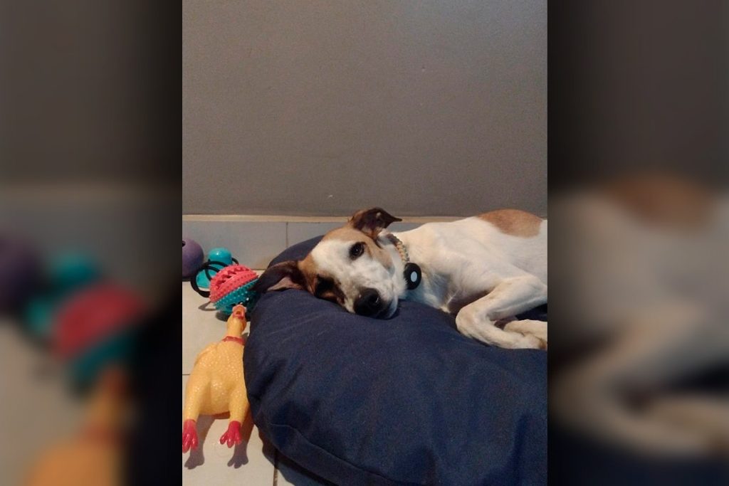 cachorro-some-apos-ser-atacado-por-outros-dois-durante-passeio-no-df