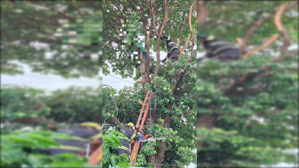 homem-morre-eletrocutado-enquanto-podava-arvore,-em-caldas-novas