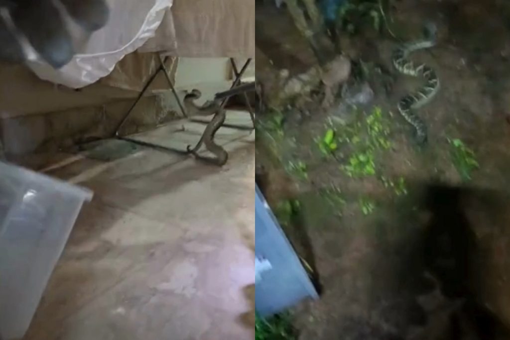 cascavel-invade-casa-no-park-way-e-e-capturada-por-bombeiros