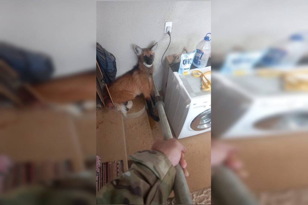lobo-guara-e-resgatado-em-lavanderia-de-casa-em-area-nobre-do-df