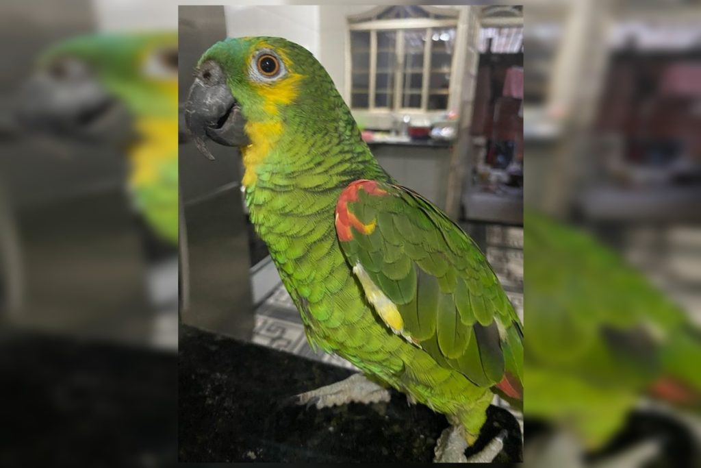 festa-de-papagaia-teve-bolo-e-baloes-para-celebrar-decisao-judicial